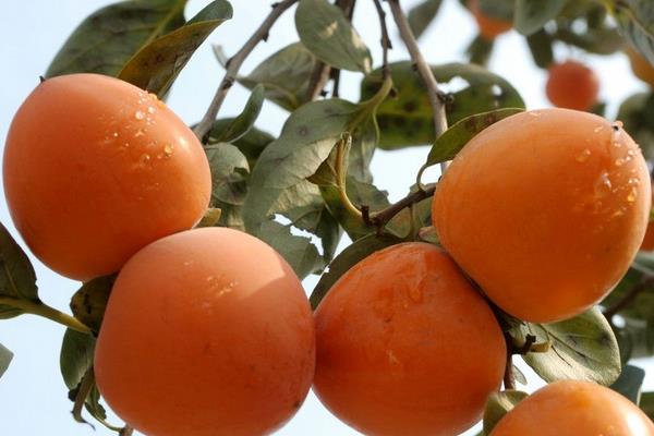 柿子種子怎么種