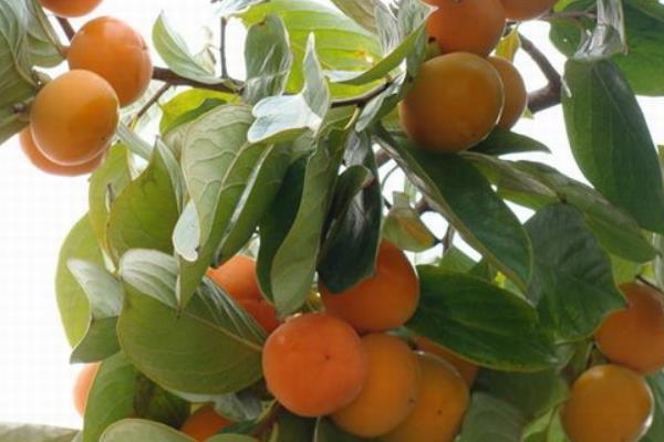 柿子種子怎么種