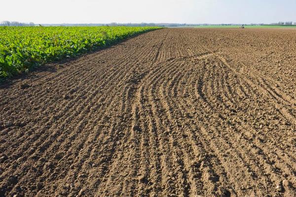 柿子種子怎么種