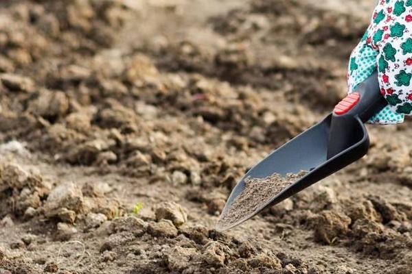 柿子種子怎么種