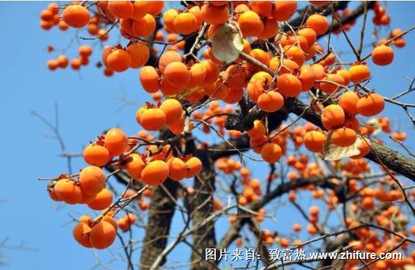 柿子種植栽培技術