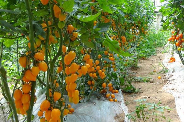 柿子種植栽培技術