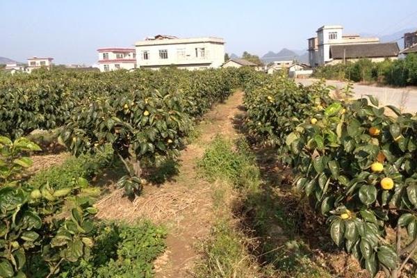 柿子種植栽培技術