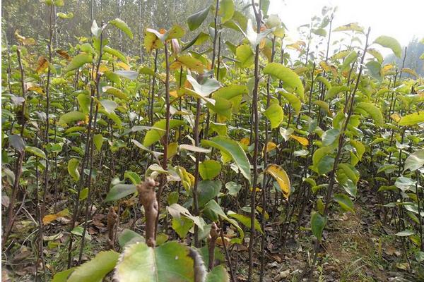 柿子種植栽培技術