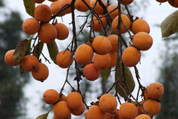 柿子種植栽培技術