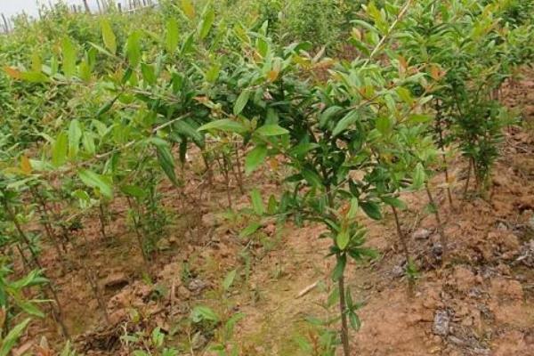 柿子種植栽培技術