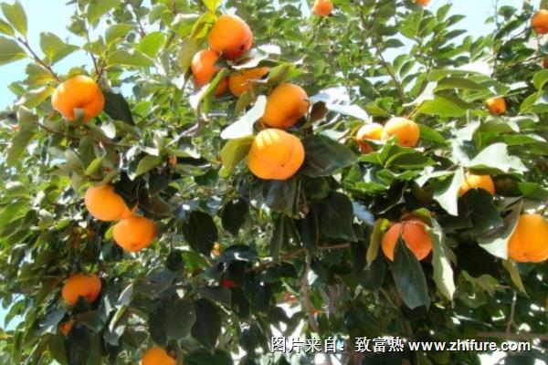 柿子品種有哪些