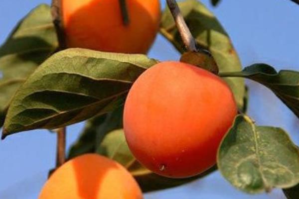 柿子品種有哪些