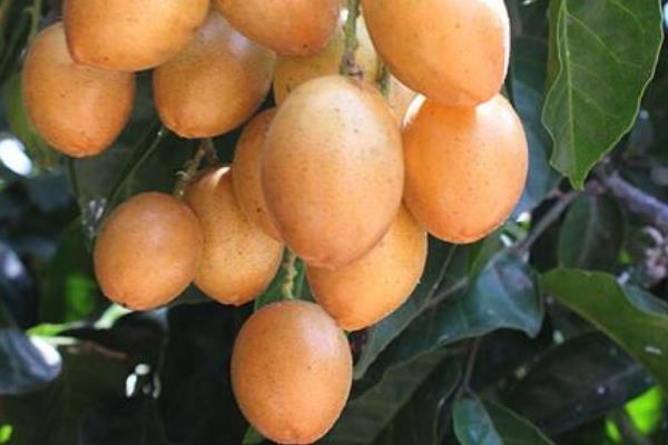 柿子品種有哪些