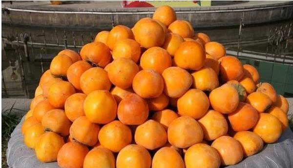 柿子品種有哪些