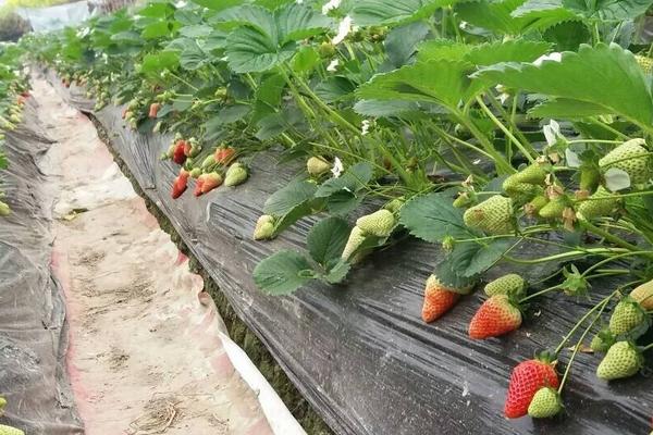 草莓好種嗎