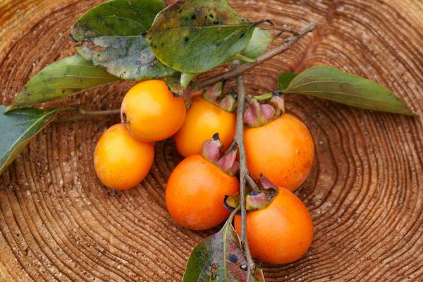 柿子品種有哪些