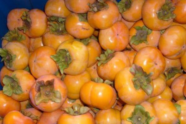 柿子品種有哪些