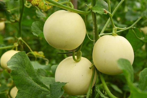 香瓜產(chǎn)地在哪里