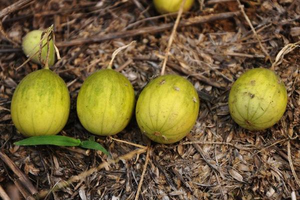 香瓜產(chǎn)地在哪里