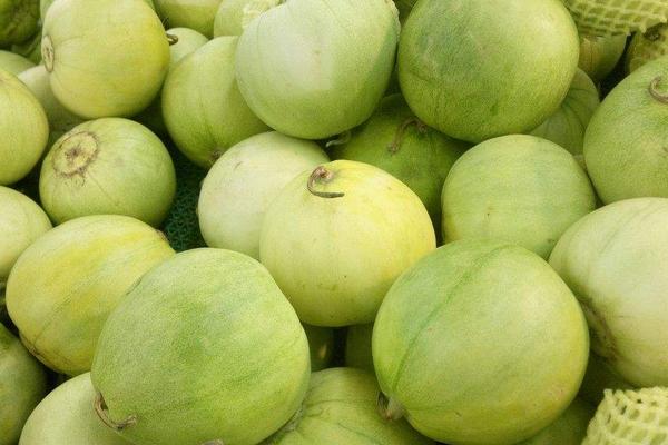 香瓜產(chǎn)地在哪里