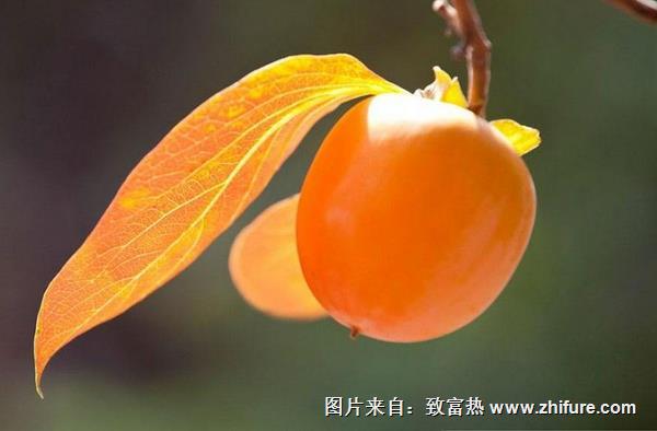 便秘能吃柿子嗎