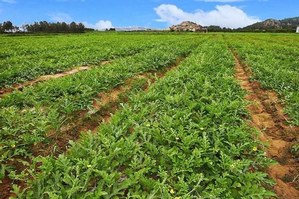 香瓜種子價格多少錢一斤