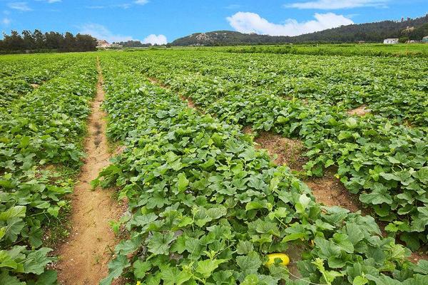 香瓜種子價格多少錢一斤