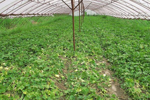 香瓜種子價格多少錢一斤