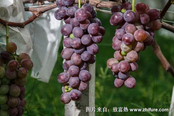 巨峰葡萄栽培管理技術