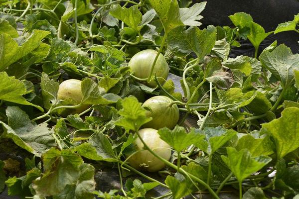 香瓜種子價格多少錢一斤