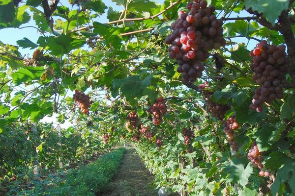 巨峰葡萄栽培管理技術