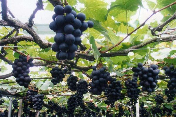 巨峰葡萄栽培管理技術