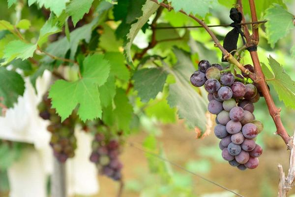 巨峰葡萄栽培管理技術