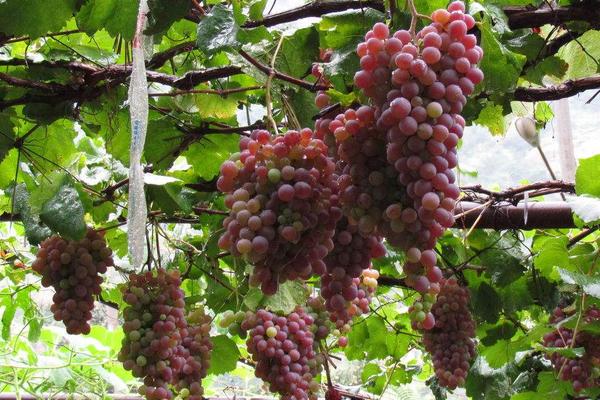 巨峰葡萄栽培管理技術