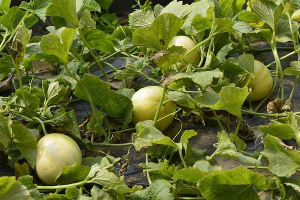 香瓜種子價格多少錢一斤