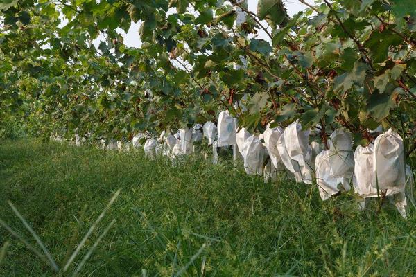 南方巨峰葡萄種植技術(shù)