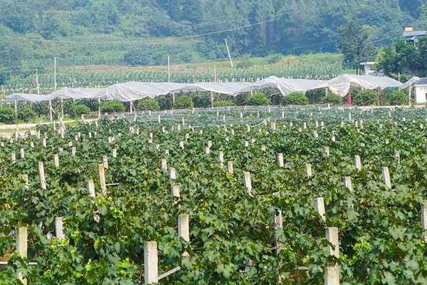 南方巨峰葡萄種植技術(shù)