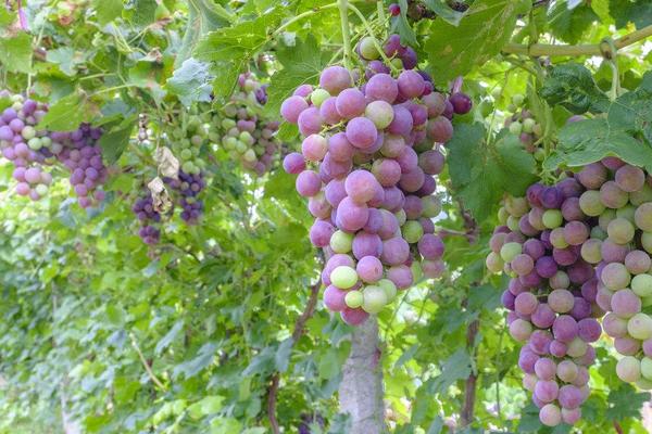 南方巨峰葡萄種植技術(shù)