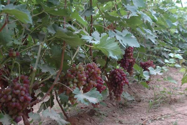 南方巨峰葡萄種植技術(shù)