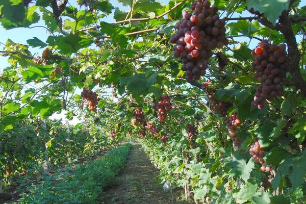 南方巨峰葡萄種植技術(shù)