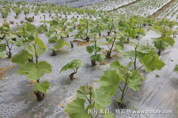 夏黑葡萄苗價格多少錢一株