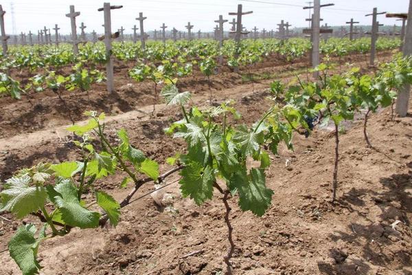 夏黑葡萄苗價格多少錢一株