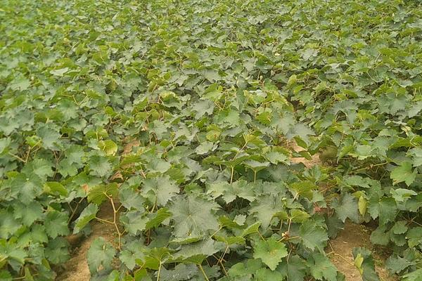 夏黑葡萄苗價格多少錢一株