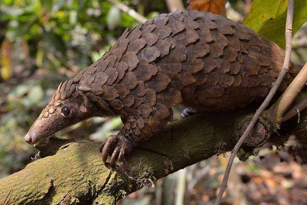 人工如何養殖穿山甲