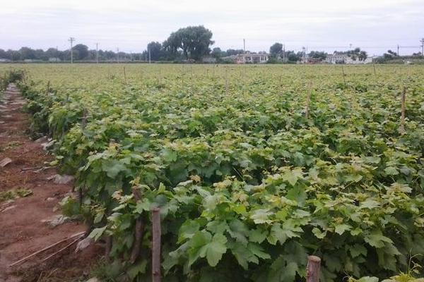 夏黑葡萄苗價格多少錢一株