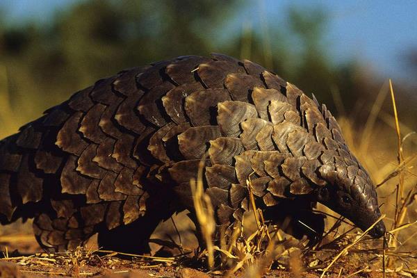 人工如何養殖穿山甲