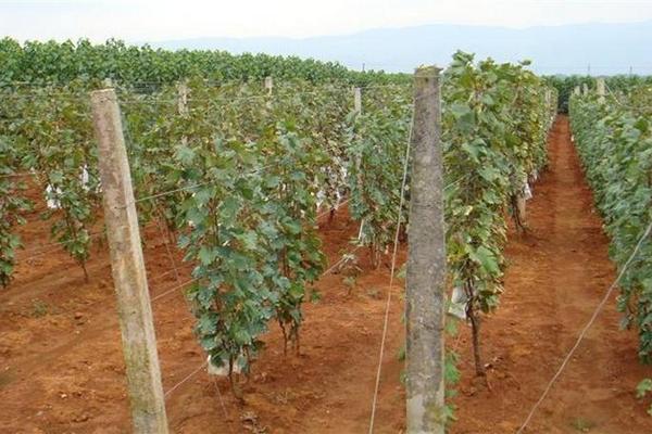 夏黑葡萄苗價格多少錢一株