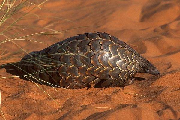 人工如何養殖穿山甲
