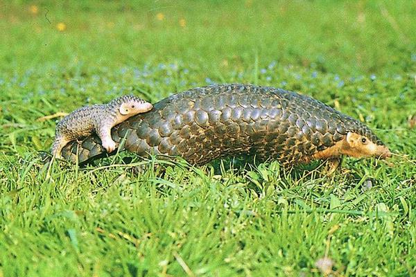人工如何養殖穿山甲