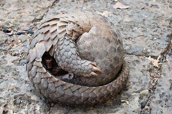 人工如何養殖穿山甲