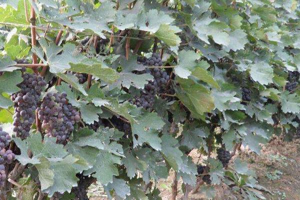 夏黑葡萄苗價格多少錢一株