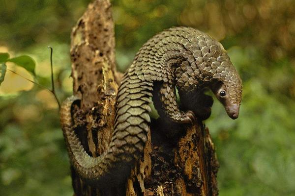 人工如何養殖穿山甲