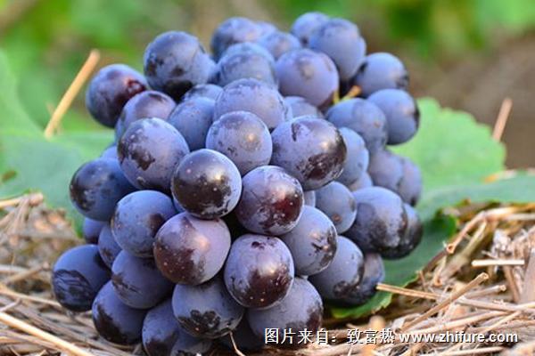 夏黑葡萄膨大劑配方