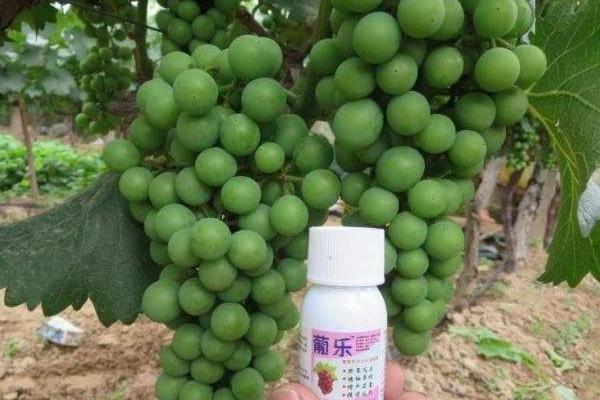 夏黑葡萄膨大劑配方